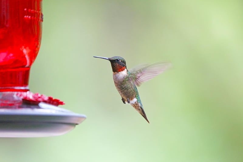 Homemade Bird Feeders